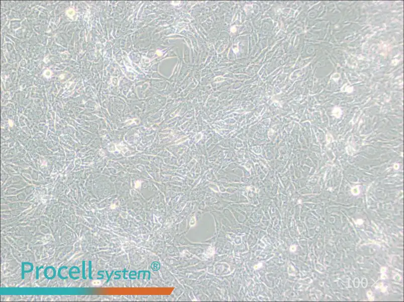 15P-1 Cell Complete Medium - 1