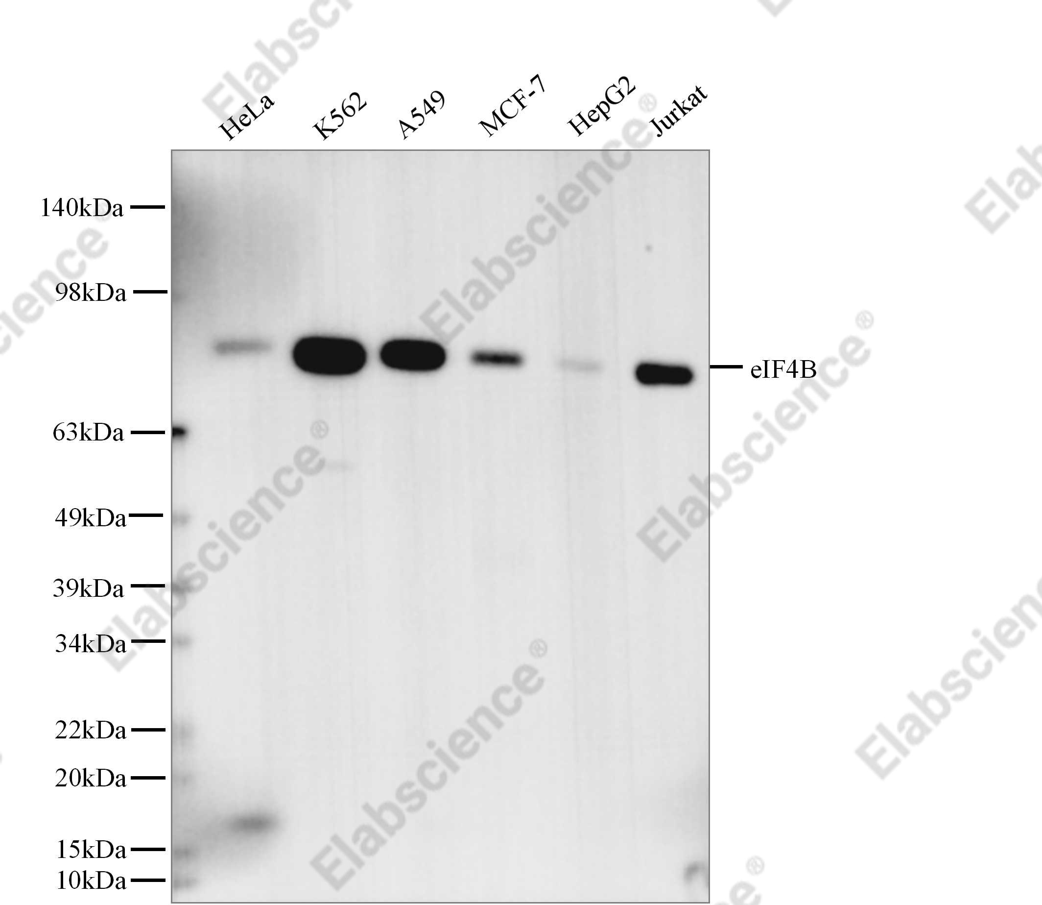 Recombinant eIF4B Monoclonal Antibody - 1