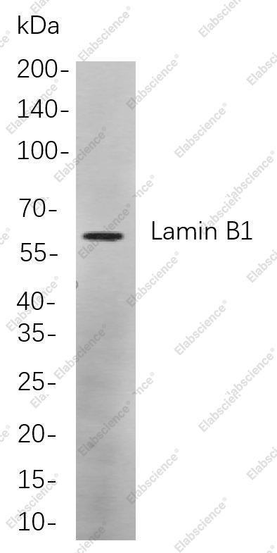 Recombinant Lamin B1 Monoclonal Antibody - 1