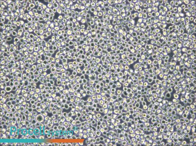 NB4 Cell Complete Medium - small - 4