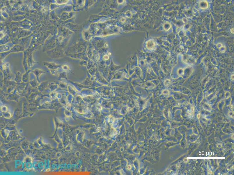 HL-1 Cell Complete MediumHL-1 Cell Complete Medium - 6