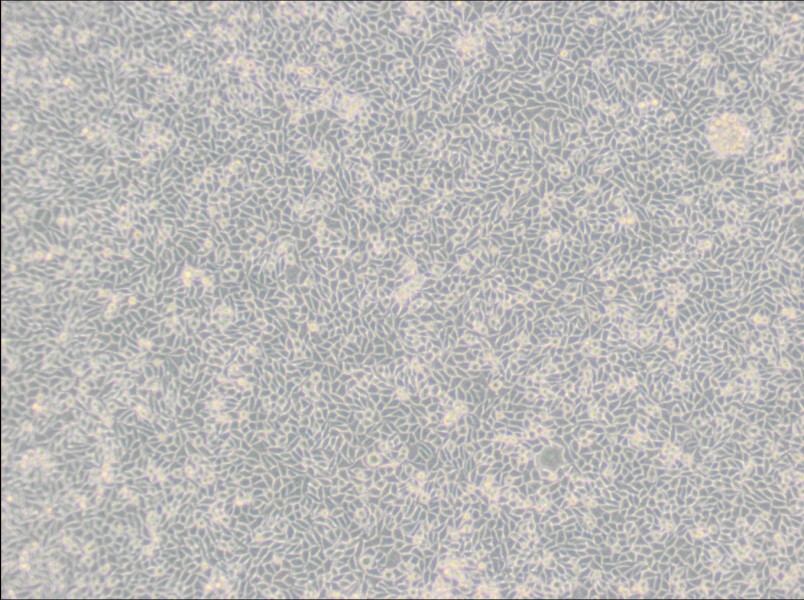 LM/TK [LMTK-] Cell Complete MediumLM/TK [LMTK-] Cell Complete Medium - 2