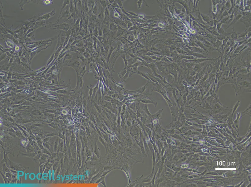Rat Preadipocyte Complete Medium - 1