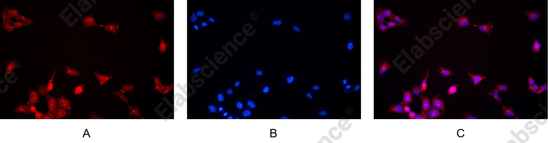 Recombinant ZO1 Monoclonal Antibody - 8