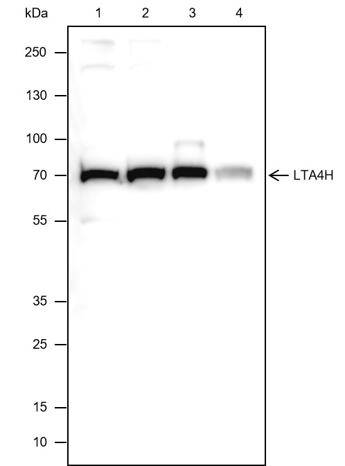 Recombinant LTA4H Monoclonal Antibody-searchlist-1