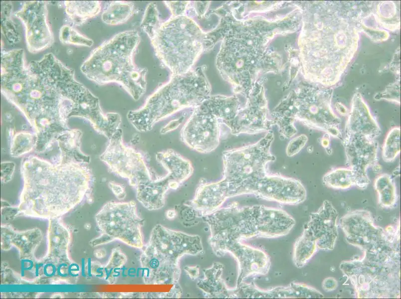 SW948 (L15) Cell Complete Medium - 5