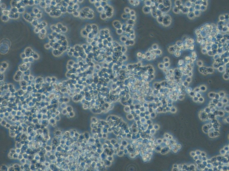 GH3 Cell Complete Medium - 6