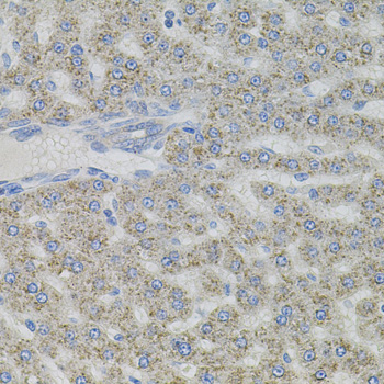 Immunohistochemistry of paraffin-embedded Rat liver using VIP Polyclonal Antibody