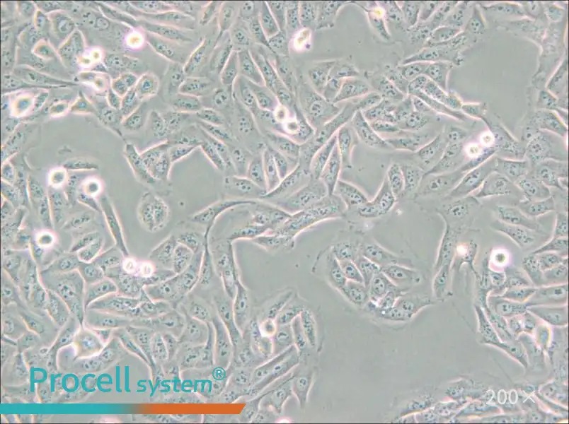 MNNG/HOS Cl #5 [R-1059-D] Cell Complete Medium - small - 5