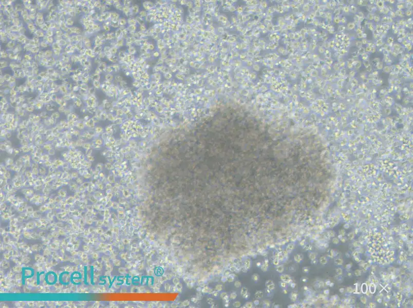 NCI-BL1437 Cell Complete MediumNCI-BL1437 Cell Complete Medium - 2