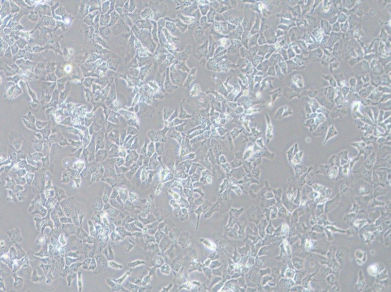 Hep 3B2.1-7 Cell Complete Medium-searchlist-1