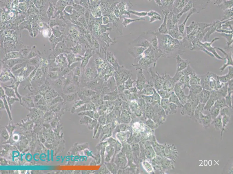 HuH-7 Cell Complete Medium - small - 6