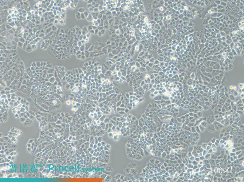 NCI-H460 [H460]（人大细胞肺癌细胞）-细胞系-武汉普诺赛生命科技有限公司