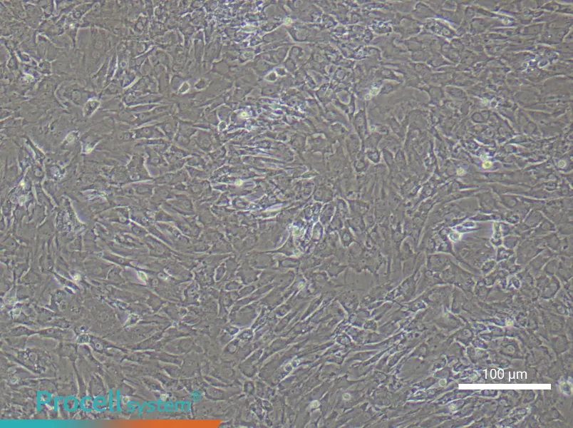 Rat Tendon FibroblastsRat Tendon Fibroblasts - 2