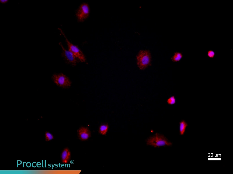 Mouse Peritoneal Macrophage Complete Medium - 2