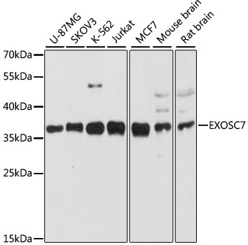 Western blot analysis of extracts of various cell lines using EXOSC7 Polyclonal Antibody at dilution of 1:3000.