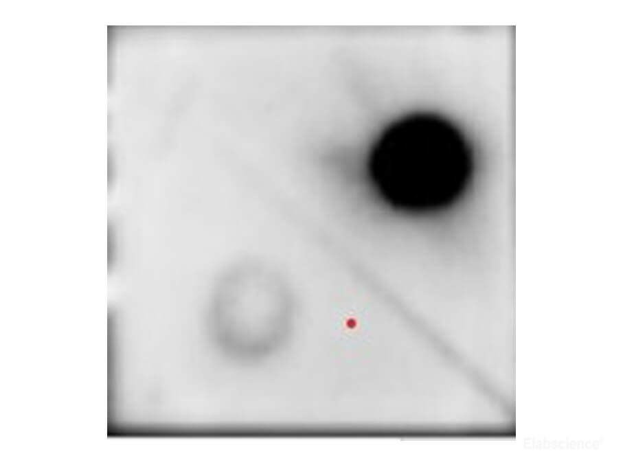 Dot blot of 100 ng of genomic DNA from Dam + and Dam - E.coli strains have been spotted and probed with mouse anti-m6A Monoclonal Antibody at dilution 1 : 1000.
UP: Dam +, Down: Dam -