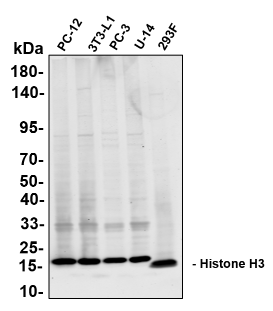 Recombinant Histone H3 Monoclonal Antibody-searchlist-1