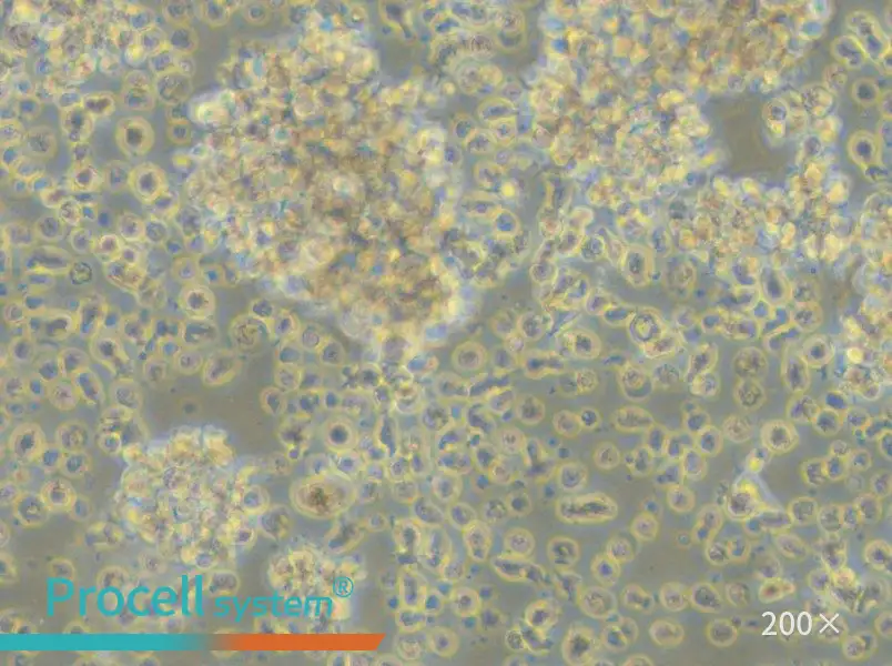 LCL 721.221 Cell Complete Medium - small - 5