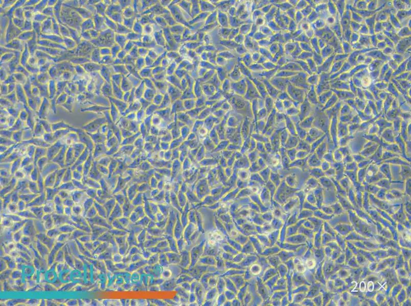 RKO Cell Complete Medium - small - 6