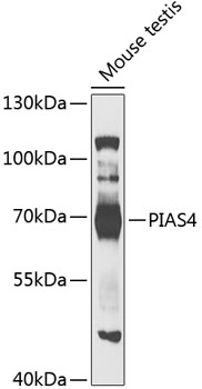 Western blot analysis of extracts of mouse testis using PIAS4 Polyclonal Antibody at 1:1000 dilution.