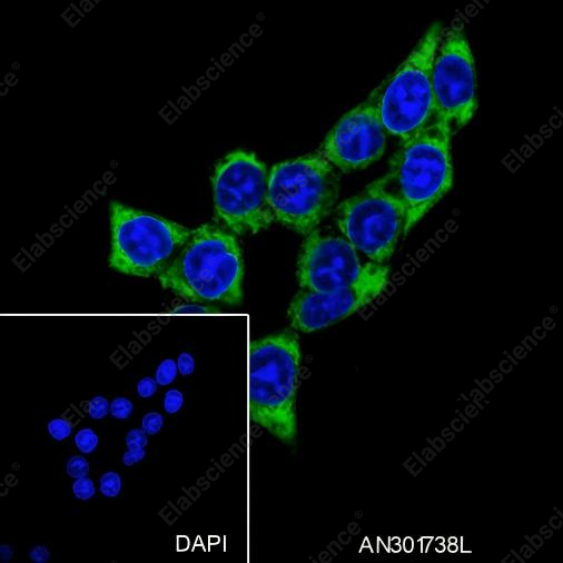Recombinant CRMP2 Monoclonal Antibody - 4
