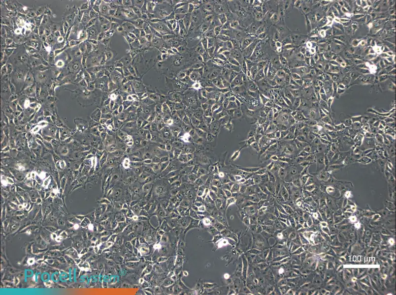 ST Cell Complete Medium - 1