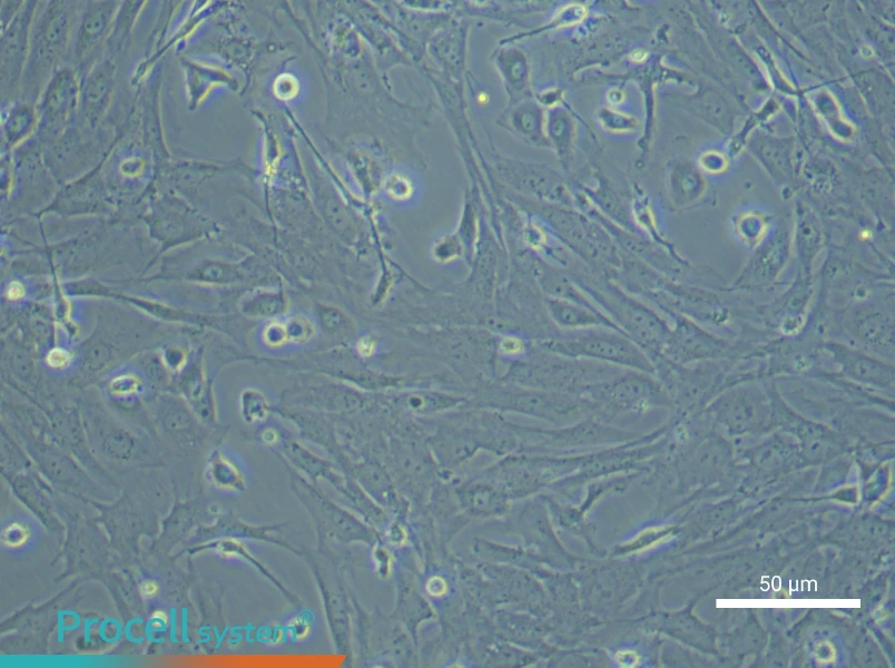 Mouse Intestinal Fibroblast Complete MediumMouse Intestinal Fibroblast Complete Medium - 5
