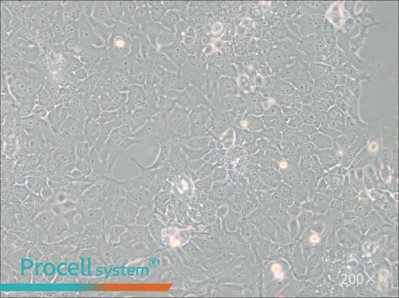 TE-10 Cell Complete Medium - 4