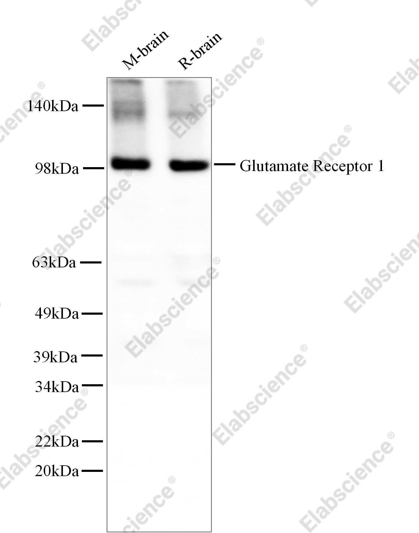 Recombinant Glutamate Receptor 1 Monoclonal Antibody - 1