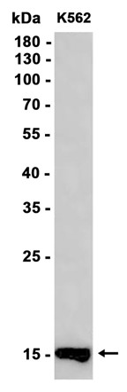 Recombinant Thioredoxin-2/TXN2 Monoclonal Antibody - 1
