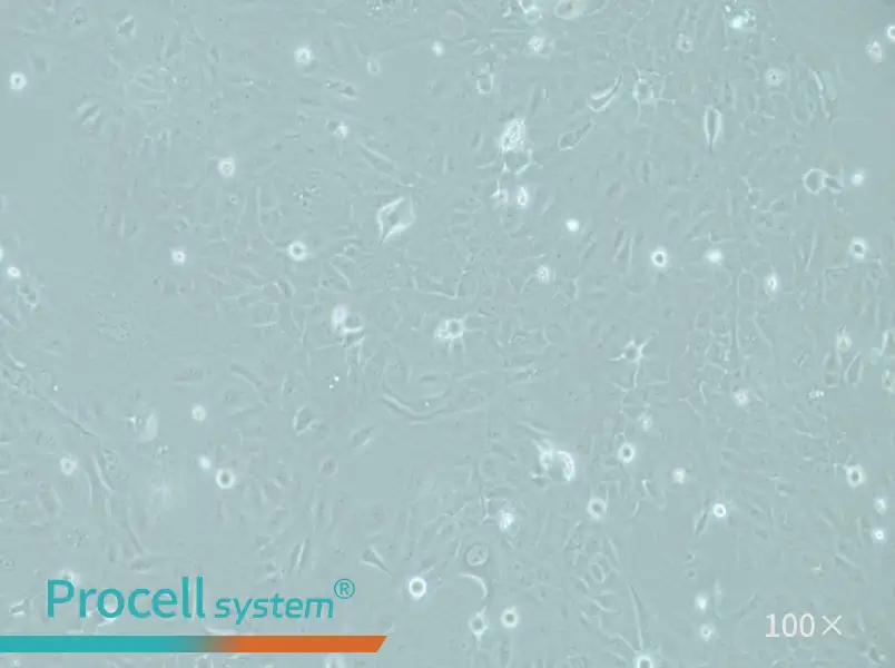 RWPE-1 Cell Complete Medium - 3