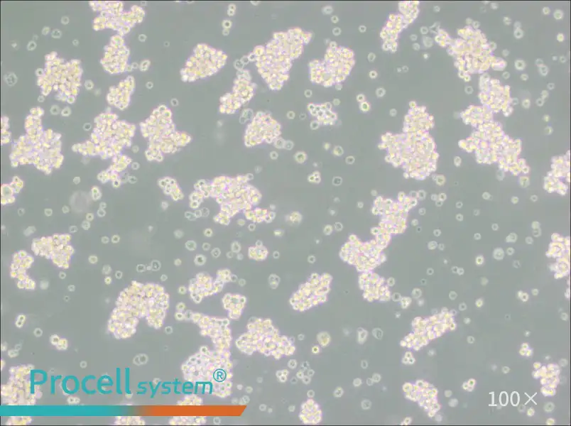 MMQ Cell Complete Medium - 2