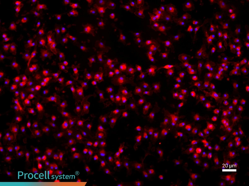 Mouse Bone Marrow-Derived Macrophage Complete Medium - 2