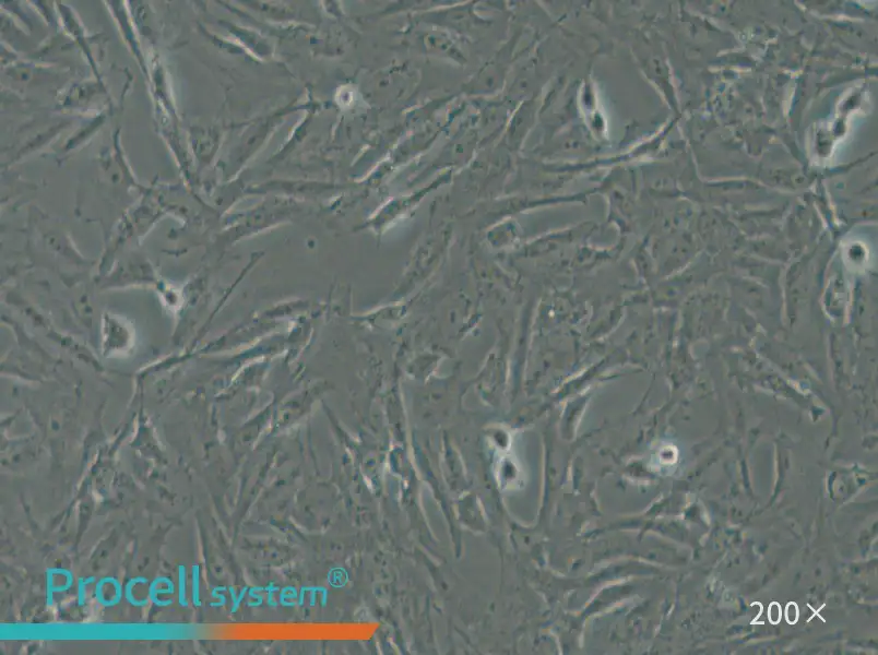 CRFK Cell Complete Medium - small - 5