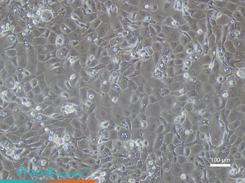 Rabbit Corneal Epithelial Cell Complete Medium - 3