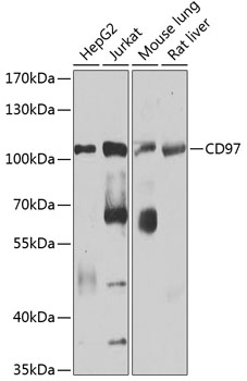 Western blot analysis of extracts of various cell lines using CD97 Polyclonal Antibody at 1:1000 dilution.