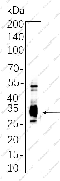 Recombinant Caspase-3 Monoclonal Antibody - 1