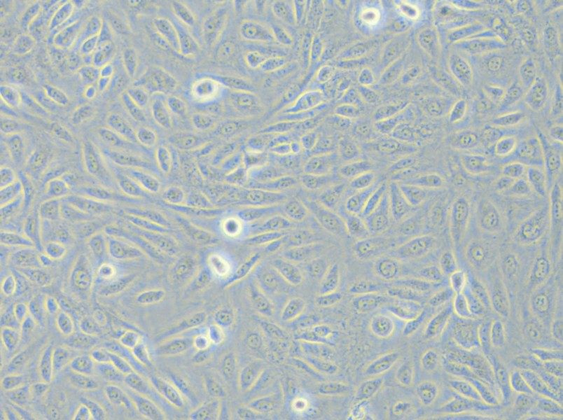 TPC-1 (RPMI) Cell Complete Medium - small - 5