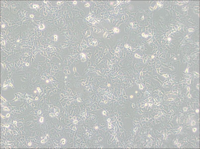 COS-7 Cell Complete Medium-searchlist-1