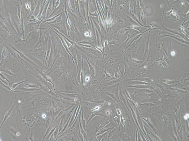 FTC-133 Cell Complete Medium - 3
