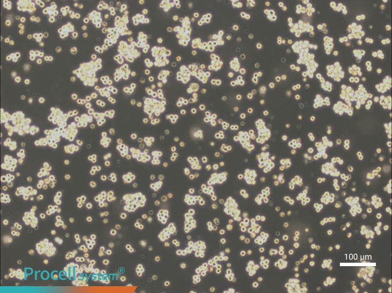Akata Cell Complete Medium - 2