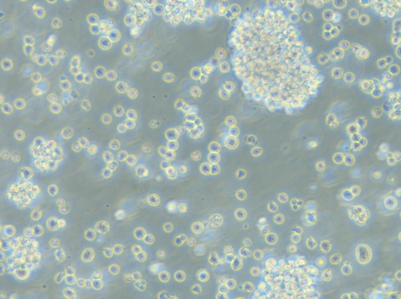 P3HR-1 Cell Complete Medium - small - 4