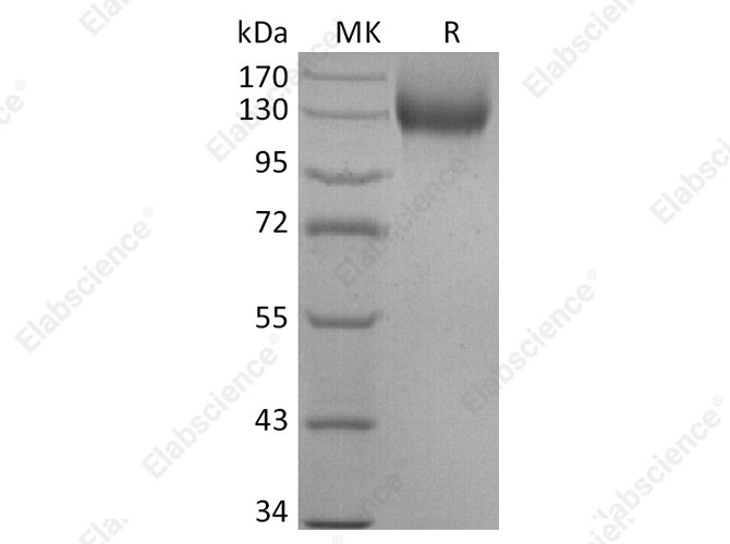 Recombinant Human ACE2 Protein (mFc Tag) - 1