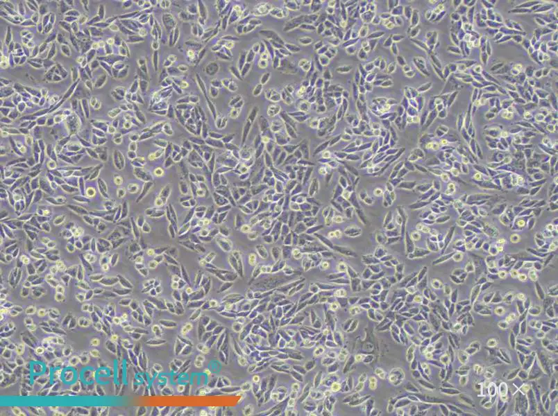 AA8 Cell Complete MediumAA8 Cell Complete Medium - 2
