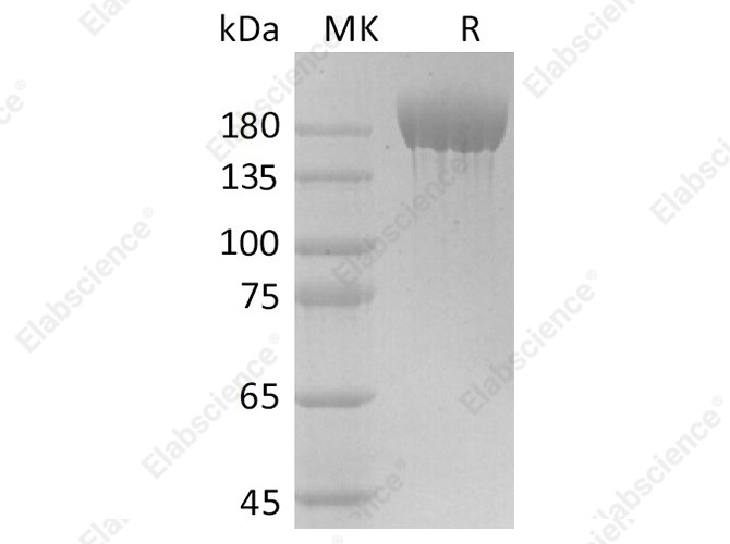 Recombinant SARS-CoV-2 S-trimer Protein (His Tag) - 1