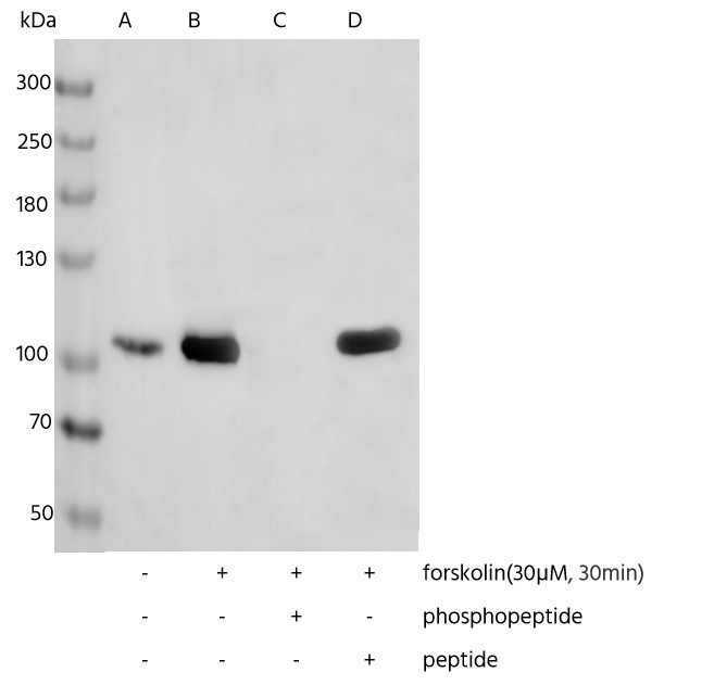 Recombinant Phospho-eEF2 (Thr56) Monoclonal Antibody - small - 2
