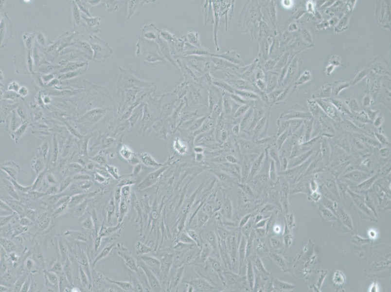 NRK-49F Cell Complete MediumNRK-49F Cell Complete Medium - 2