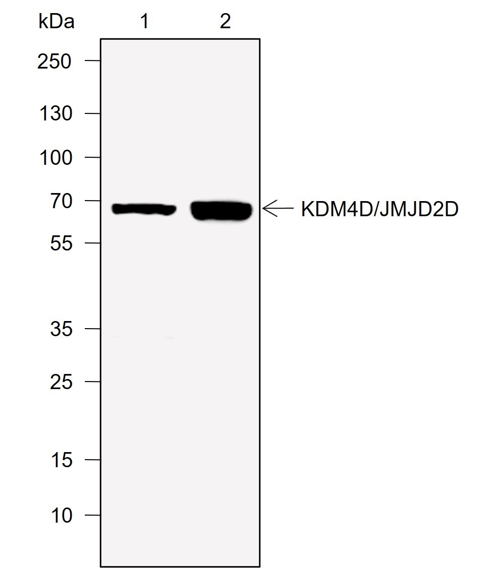 Recombinant JMJD2D Monoclonal Antibody-searchlist-1