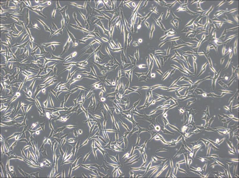 WM-266-4 Cell Complete Medium-searchlist-1